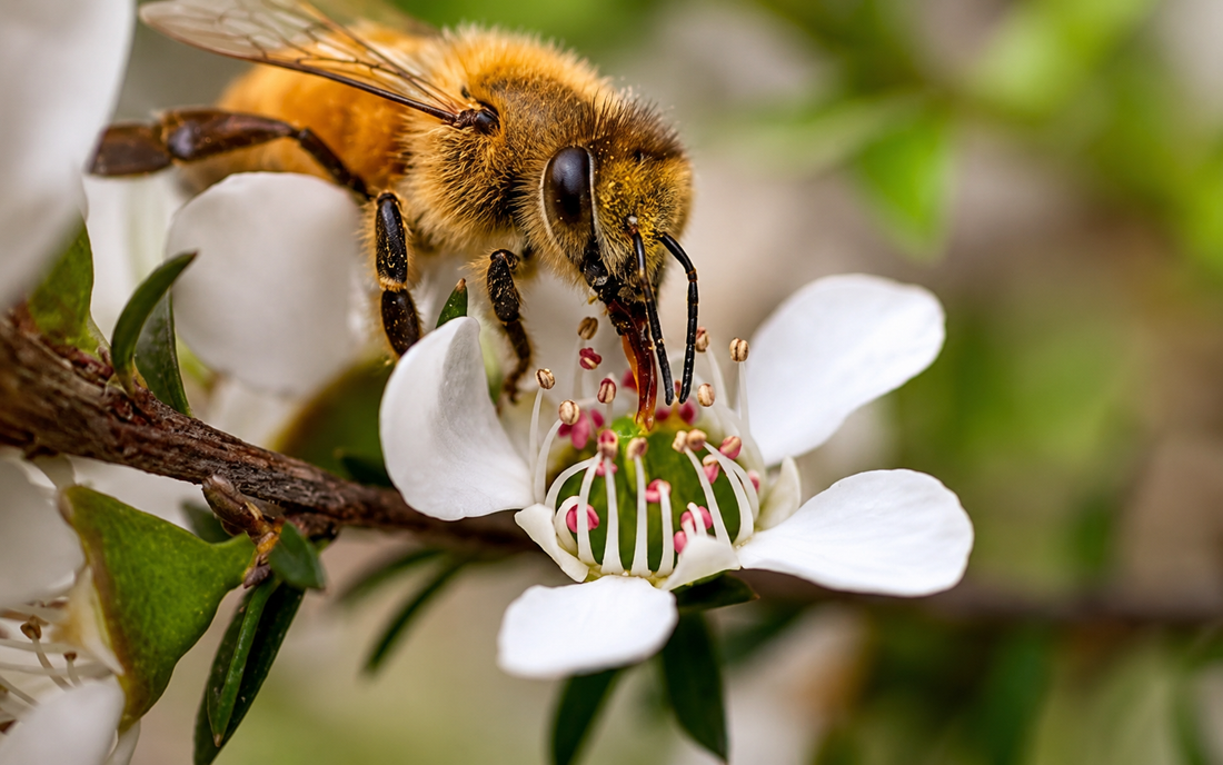 Le Miel de Manuka : un trésor de médecine naturelle